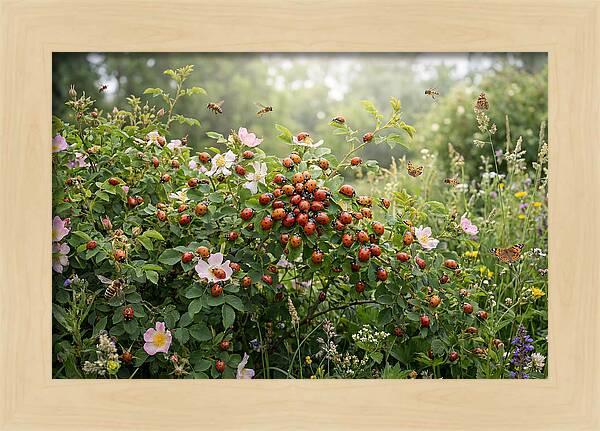 Ladybug Cluster