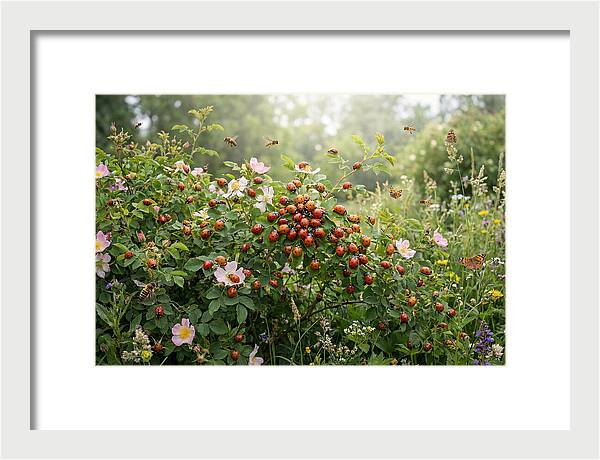 Ladybug Cluster