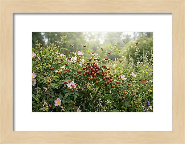 Ladybug Cluster