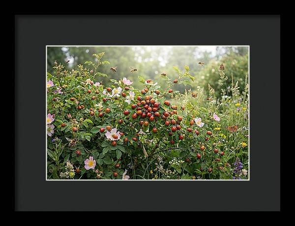 Ladybug Cluster