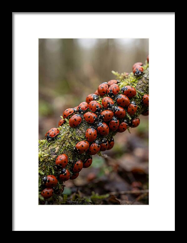 Ladybug Gathering