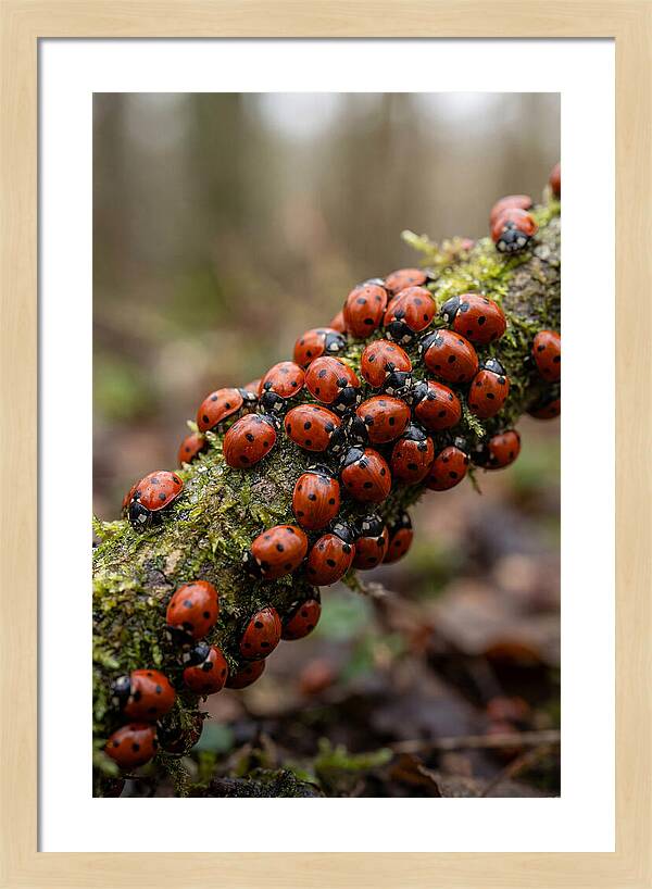 Ladybug Gathering