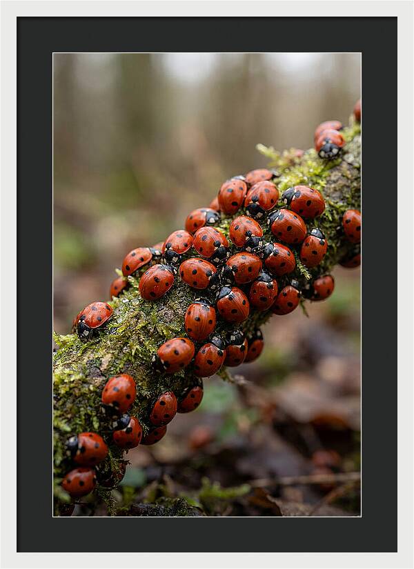 Ladybug Gathering