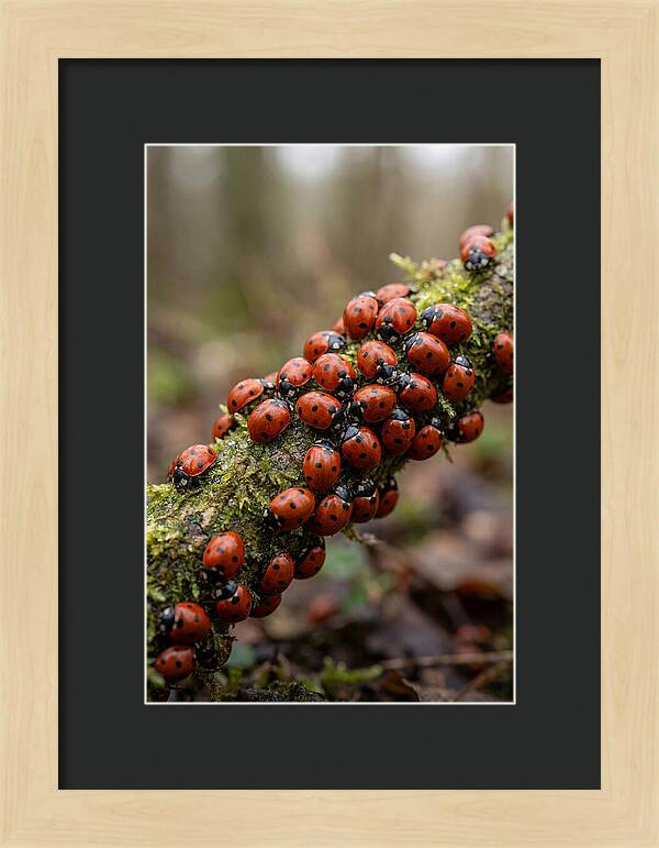 Ladybug Gathering