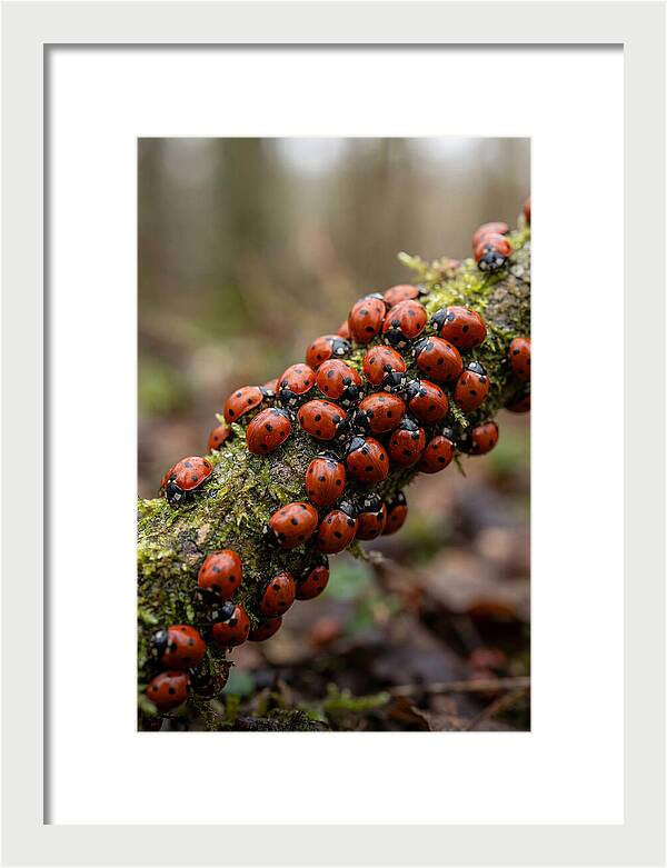 Ladybug Gathering