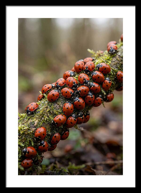 Ladybug Gathering