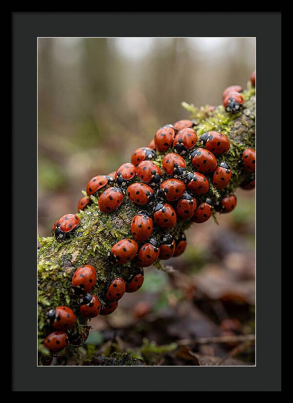 Ladybug Gathering