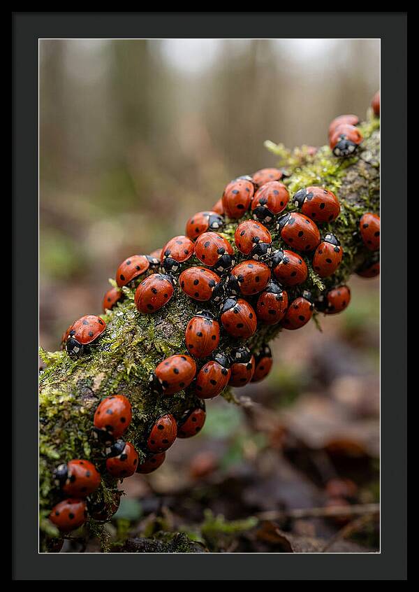 Ladybug Gathering