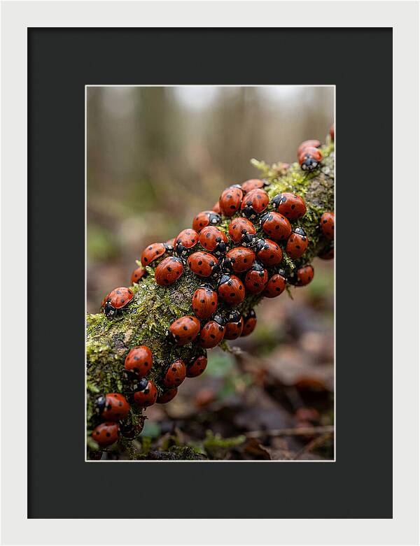 Ladybug Gathering