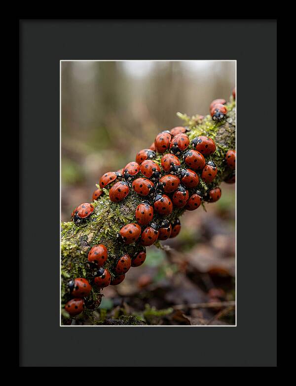 Ladybug Gathering