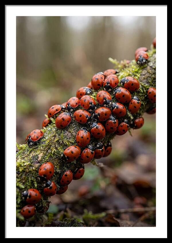 Ladybug Gathering