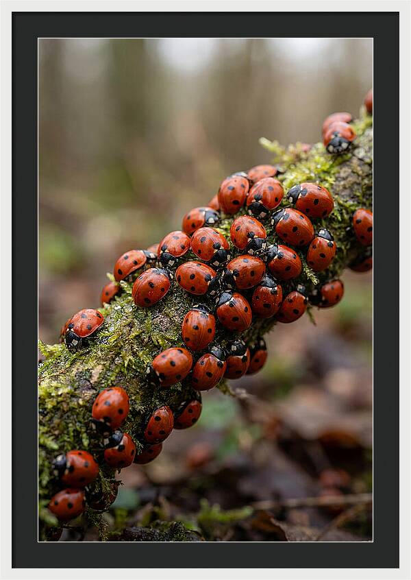 Ladybug Gathering