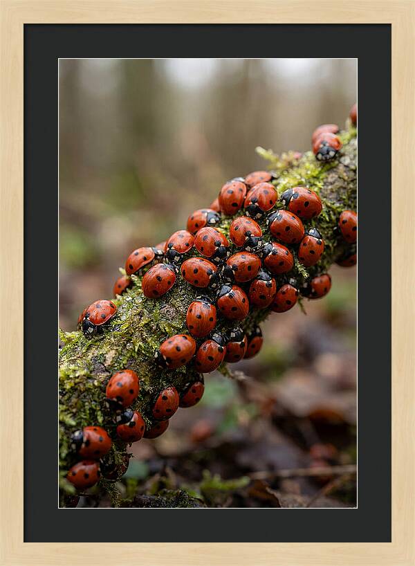 Ladybug Gathering