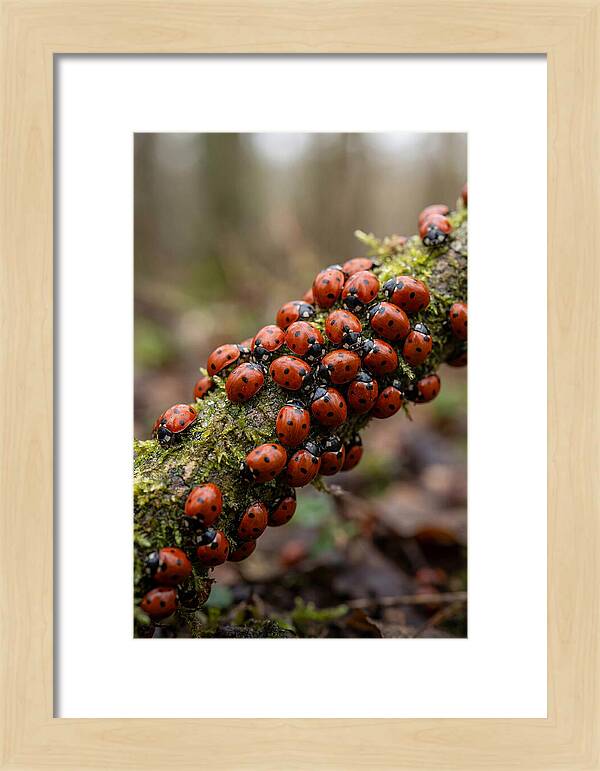 Ladybug Gathering