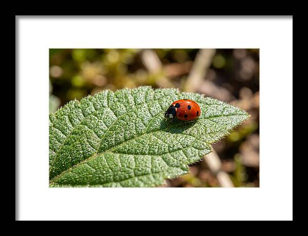 Ladybug On Leaf