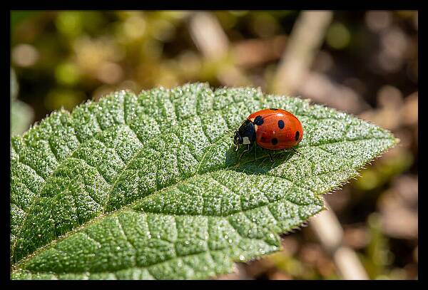 Ladybug On Leaf