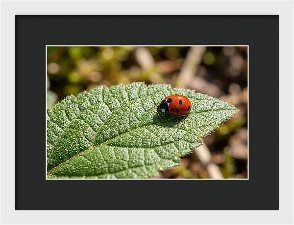 Ladybug On Leaf