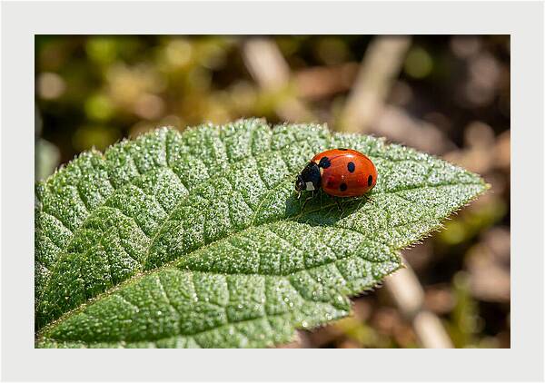 Ladybug On Leaf