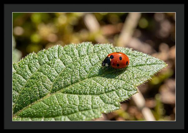Ladybug On Leaf