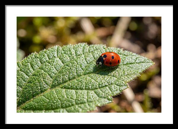 Ladybug On Leaf