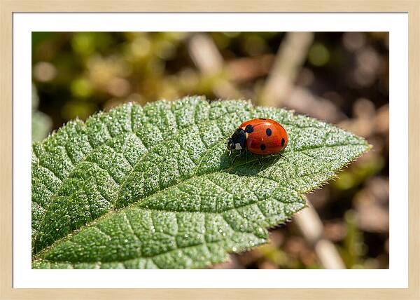 Ladybug On Leaf