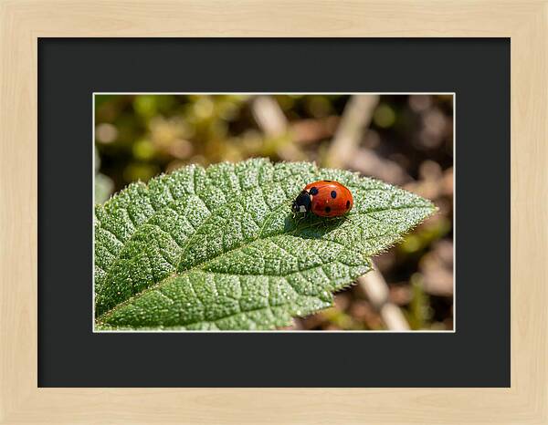 Ladybug On Leaf