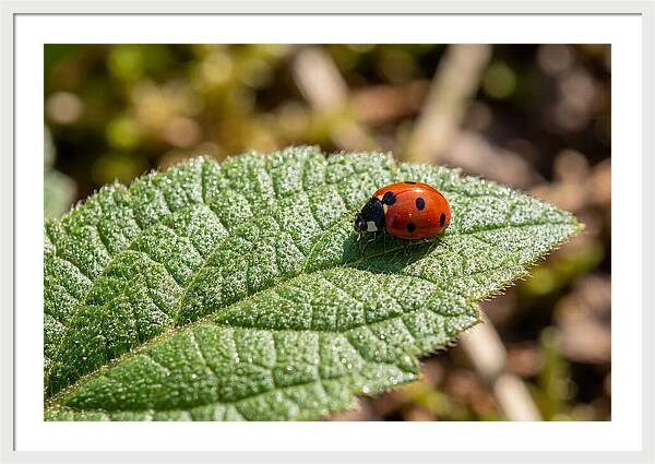 Ladybug On Leaf