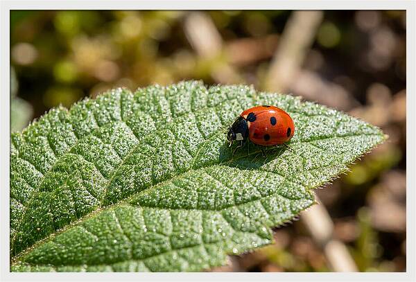 Ladybug On Leaf