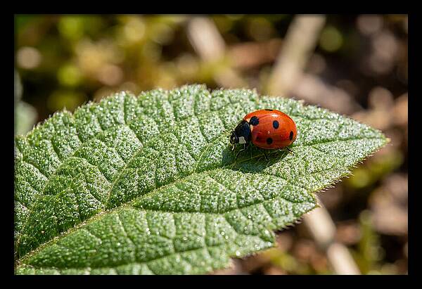 Ladybug On Leaf