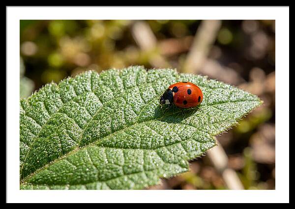 Ladybug On Leaf