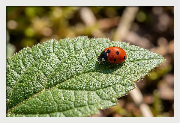 Ladybug On Leaf