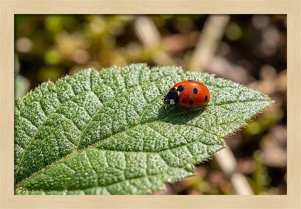 Ladybug On Leaf