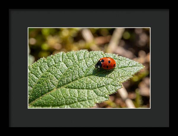 Ladybug On Leaf