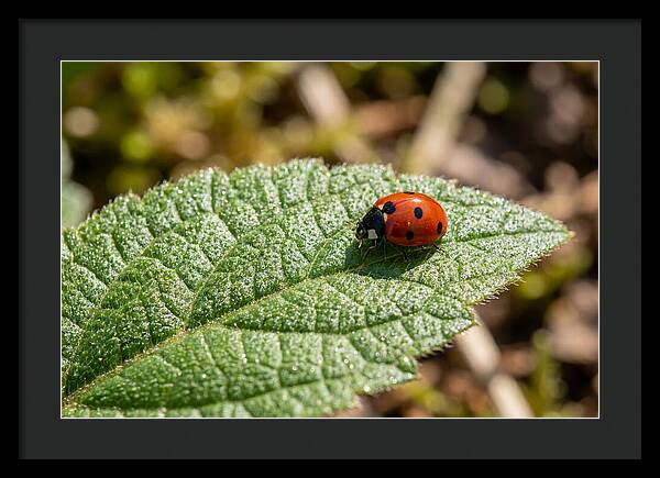 Ladybug On Leaf