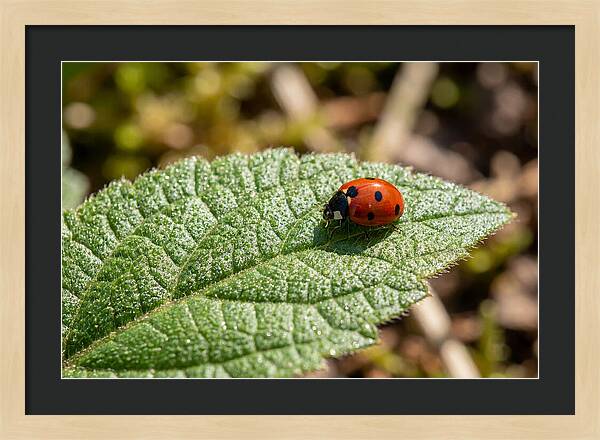 Ladybug On Leaf