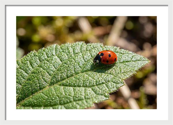 Ladybug On Leaf