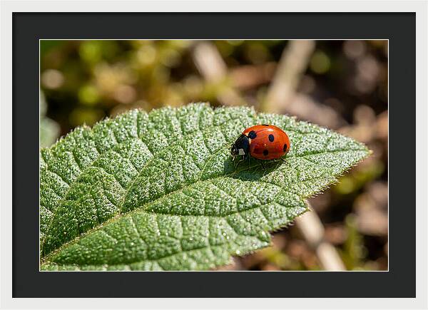 Ladybug On Leaf