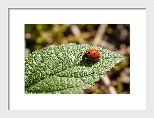 Ladybug On Leaf
