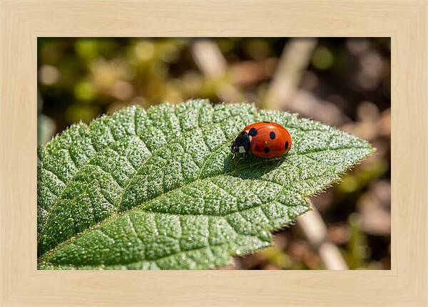 Ladybug On Leaf