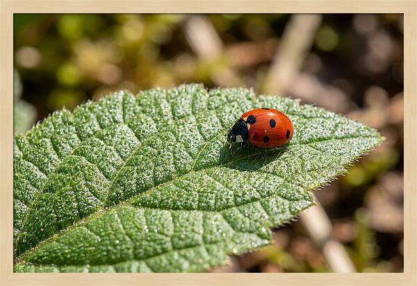 Ladybug On Leaf