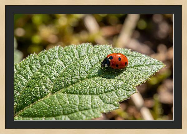 Ladybug On Leaf