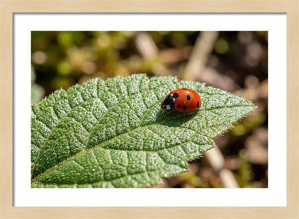 Ladybug On Leaf