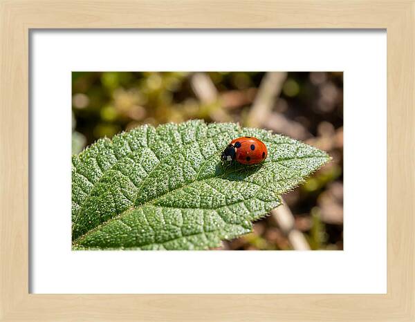 Ladybug On Leaf