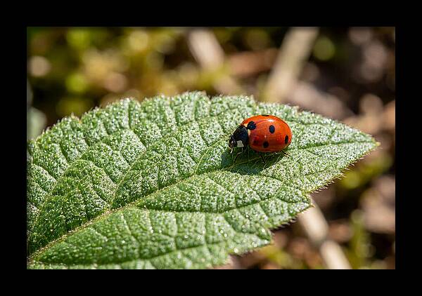 Ladybug On Leaf