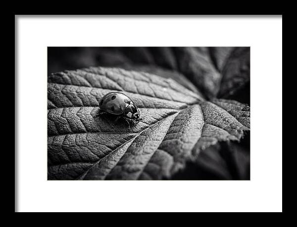 Ladybug On Leaf