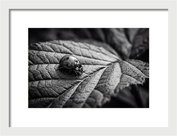 Ladybug On Leaf