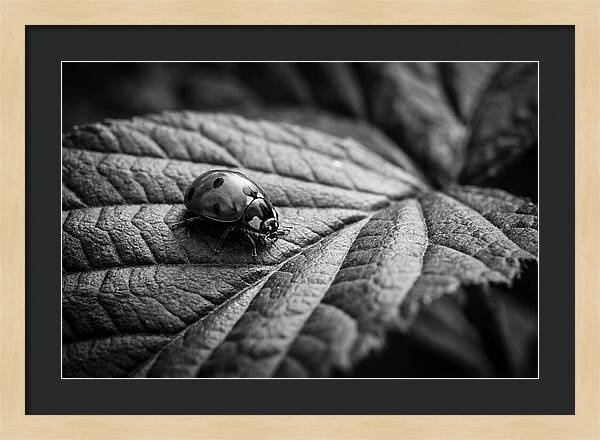 Ladybug On Leaf