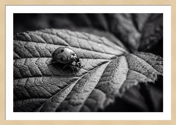 Ladybug On Leaf
