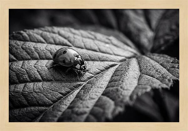Ladybug On Leaf