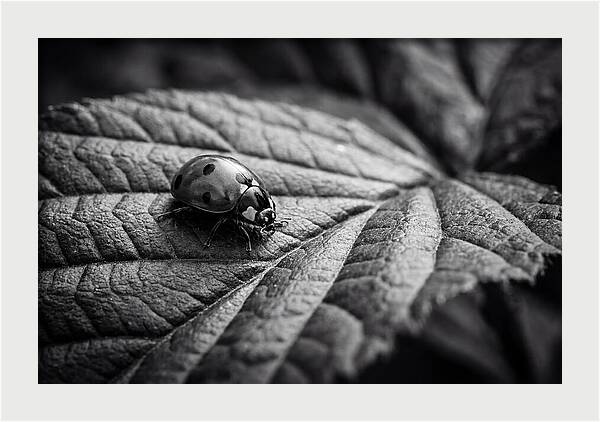 Ladybug On Leaf